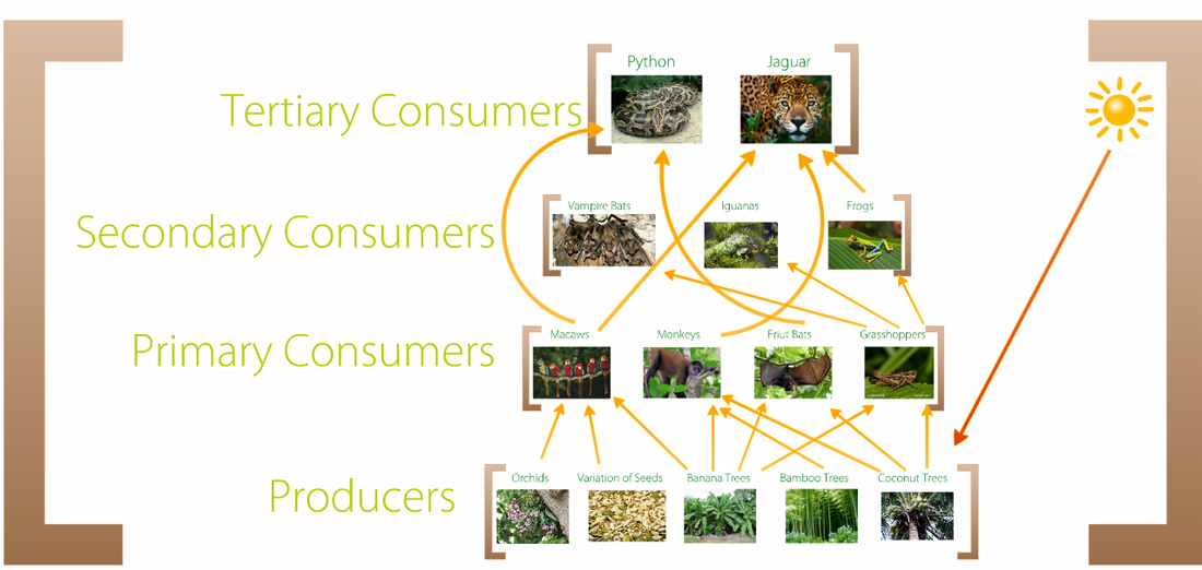 Food Web - Tropical Rainforest Biome
