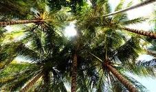 coconut tree rainforest